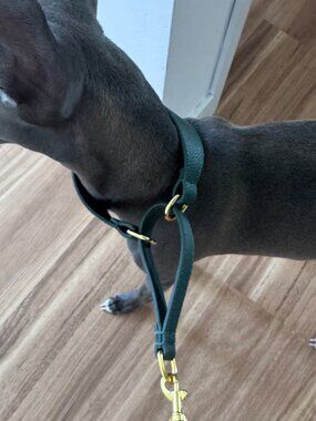 Dark Green Dog Martingale Collar Size S